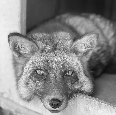 Save a fox rescue 