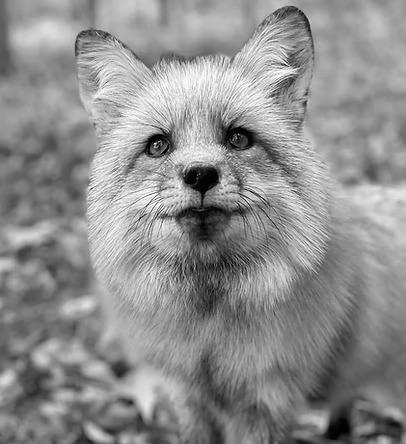 Foxes Journey Sanctuary 